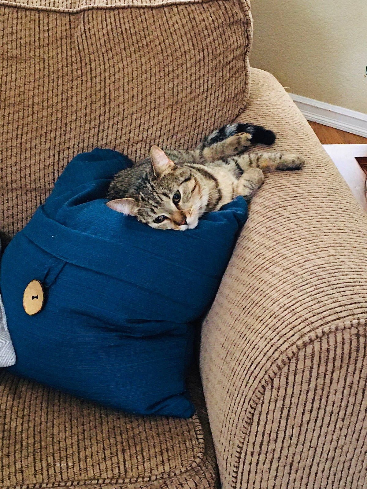 Olive joined the competition — help win amazing prizes! armrest, carnivore, cat, cat_supply, comfort, couch, domestic_short_haired_cat, felidae, fur, home, home_accessories, living_room, slipcover, small_to_medium_sized_cats, tabby_cat, vertebrate, whiskers, wicker