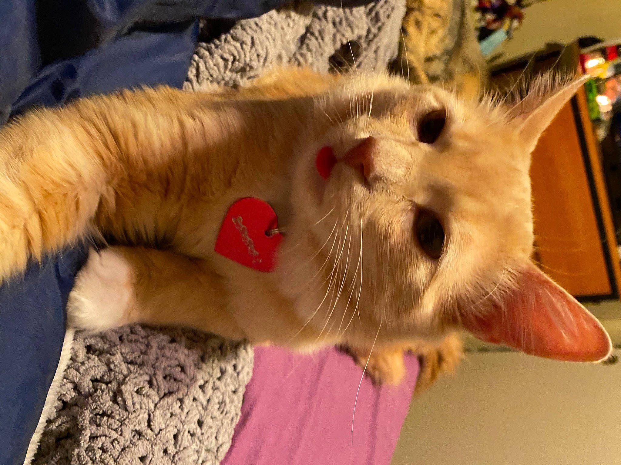 Banana is registered to the contest to win money with this photo: carnivore, cat, claw, collar, domestic_short_haired_cat, fawn, felidae, fur, paw, pet_supply, small_to_medium_sized_cats, snout, tail, terrestrial_animal, vertebrate, whiskers