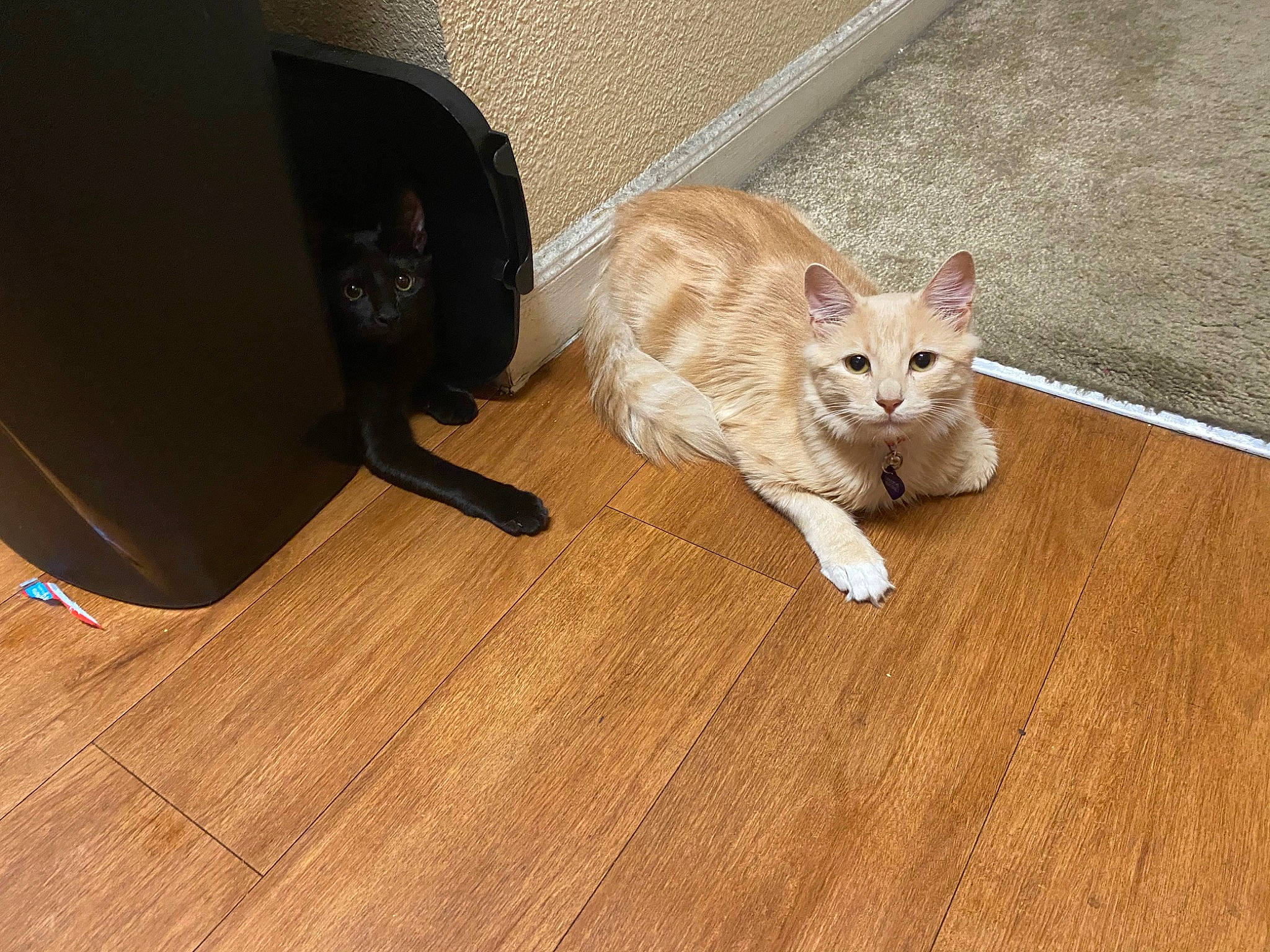 Banana joined the competition — help win amazing prizes! beige, carnivore, cat, fawn, felidae, floor, flooring, fur, hardwood, laminate_flooring, plank, plywood, small_to_medium_sized_cats, snout, terrestrial_animal, vertebrate, whiskers, wood, wood_flooring, wood_stain