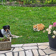 Rourou participe au concours pour gagner de l'argent avec cette photo : dog, cat, grass, garden, flower_pot, flowers, stone_patio, outdoor, pet, relaxed, greenery, nature, animal, summer, daylight, plant, leaf, mammal, companion, resting