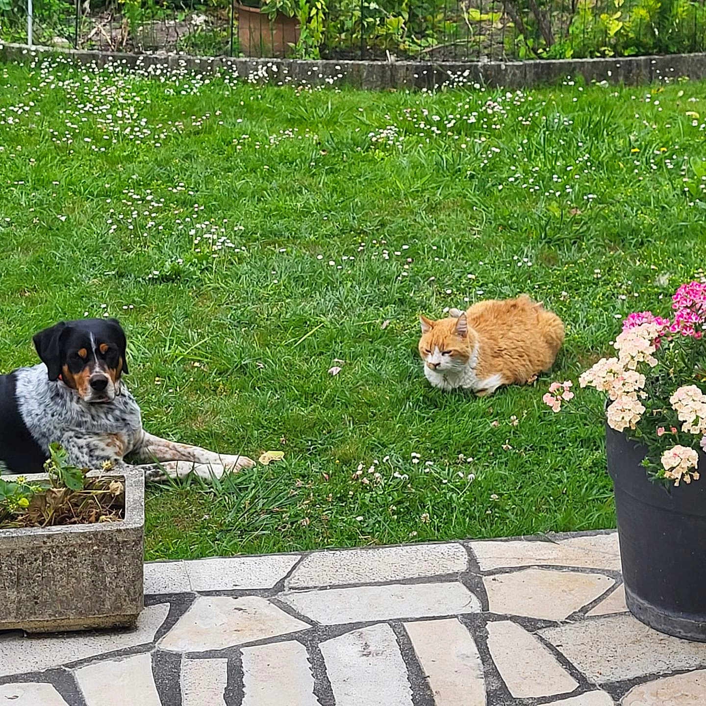 Rourou participe au concours pour gagner de l'argent avec cette photo : animal, cat, companion, daylight, dog, flower_pot, flowers, garden, grass, greenery, leaf, mammal, nature, outdoor, pet, plant, relaxed, resting, stone_patio, summer