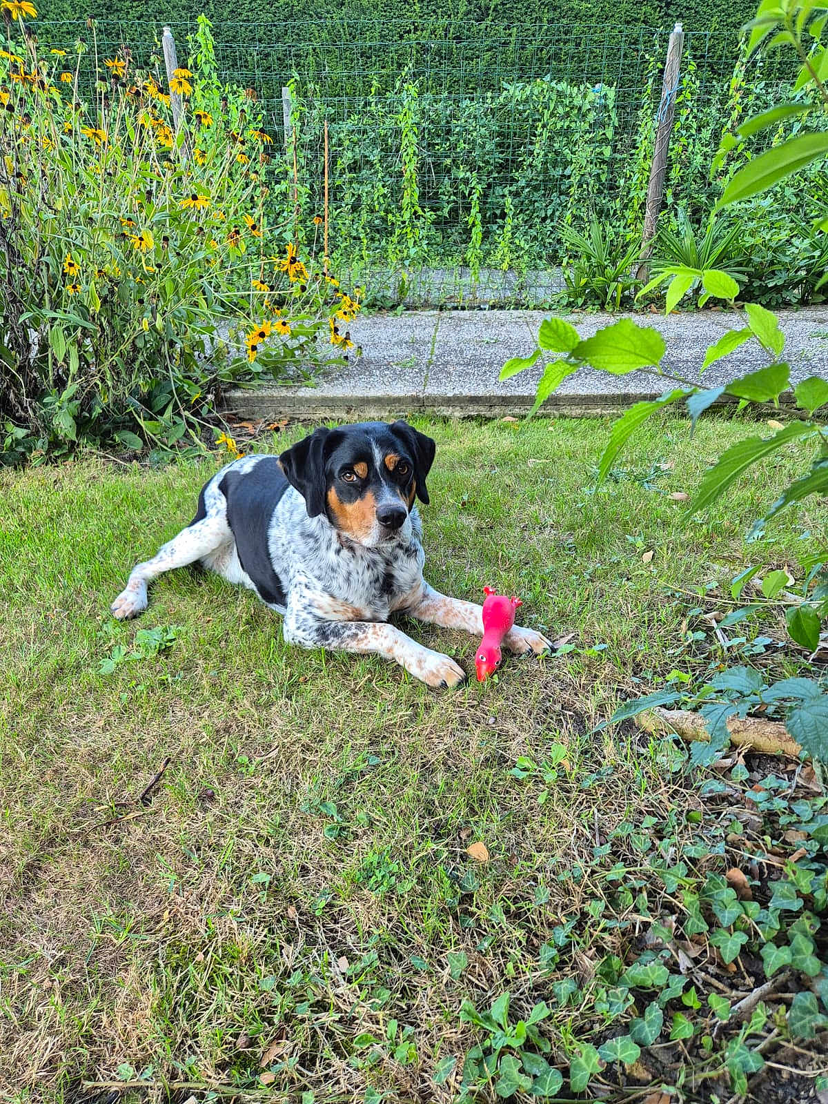 Rosco a rejoint le concours — aidez-le/la à gagner de superbes lots ! dog, toy, red_toy, grass, garden, flowers, yellow_flowers, fence, outdoor, pet, animal, laying, greenery, plants, nature, summer, playful, canine, speckled_coat, leaves