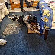 Rosco participe au concours pour gagner de l'argent avec cette photo : dog, carpet, indoor, furniture, table, tablecloth, person, shoe, slippers, floor, home, pattern, blue, white, brown, black, legs, resting, relaxed, spotted_dog