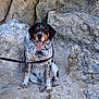 Rosco participe au concours pour gagner de l'argent avec cette photo : dog, animal, pet, sitting, tongue_out, spotted, rock, sand, outdoor, nature, leash, canine, happy, adventure, fur, ears, snout, paws, daylight, resting