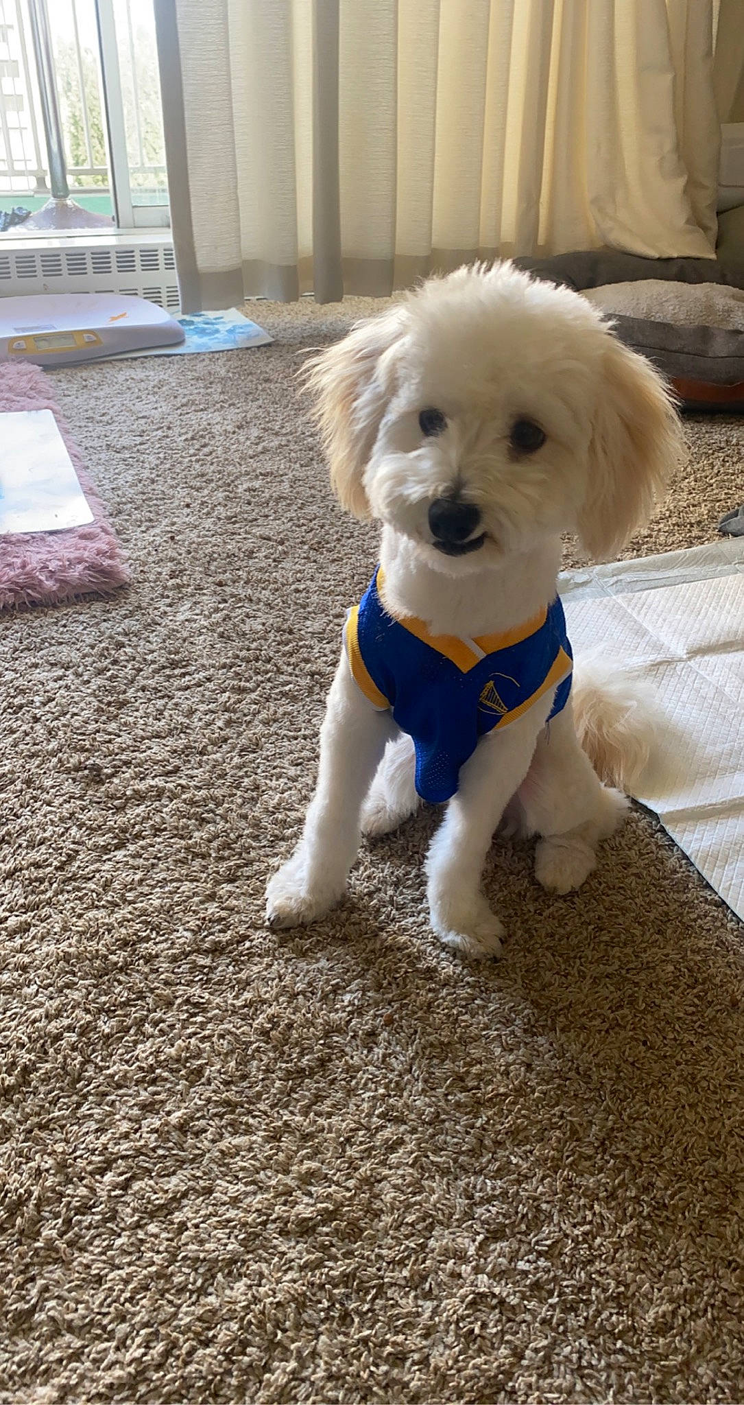 Pluto joined the competition — help win amazing prizes! canidae, carnivore, companion_dog, dog, dog_breed, dog_clothes, dog_collar, dog_supply, fawn, flooring, fur, maltepoo, pet_supply, poodle, snout, sporting_group, tail, terrier, toy_dog, working_animal