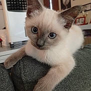 Neige participe au concours pour gagner de l'argent avec cette photo : kitten, cat, siamese, blue_eyes, paw, fur, indoor, animal, pet, cute, whiskers, texture, gray, relaxed, closeup, portrait, feline, young, curious, resting