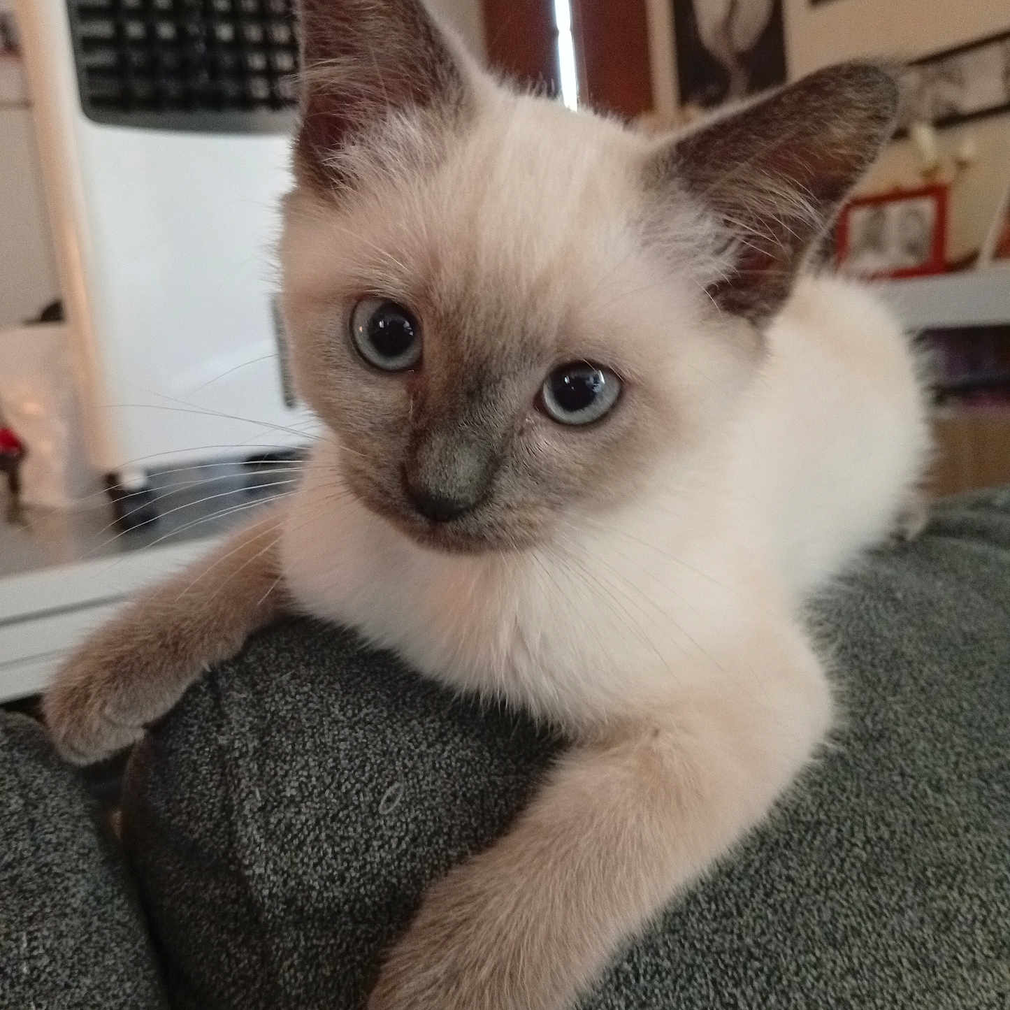 Neige participe au concours pour gagner de l'argent avec cette photo : kitten, cat, siamese, blue_eyes, paw, fur, indoor, animal, pet, cute, whiskers, texture, gray, relaxed, closeup, portrait, feline, young, curious, resting