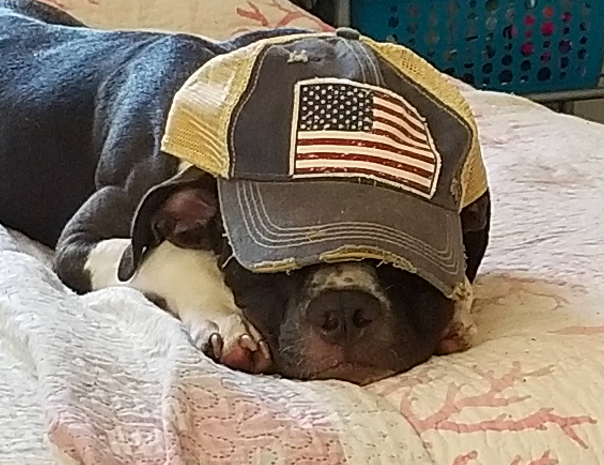 Freya joined the competition — help win amazing prizes! bag, canidae, cap, carnivore, comfort, companion_dog, dog, dog_breed, dog_supply, fawn, fur, linens, nap, personal_protective_equipment, pet_supply, snout, sporting_group, terrestrial_animal, working_animal, wrinkle