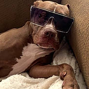 Belle is registered to the contest to win money with this photo: animal, blanket, brown_dog, canine, casual, chill, companion, cool, couch, cozy, dog, domestic_animal, furniture, indoor, pet, portrait, relaxed, resting, sunglasses, white_paw