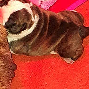 Obelix participe au concours pour gagner de l'argent avec cette photo : boston_terrier, bulldog, carnivoran, dog, dog_breed, dog_breed_group, dog_like_mammal, fawn, mammal, non_sporting_group, pug, puppy, snout, vertebrate