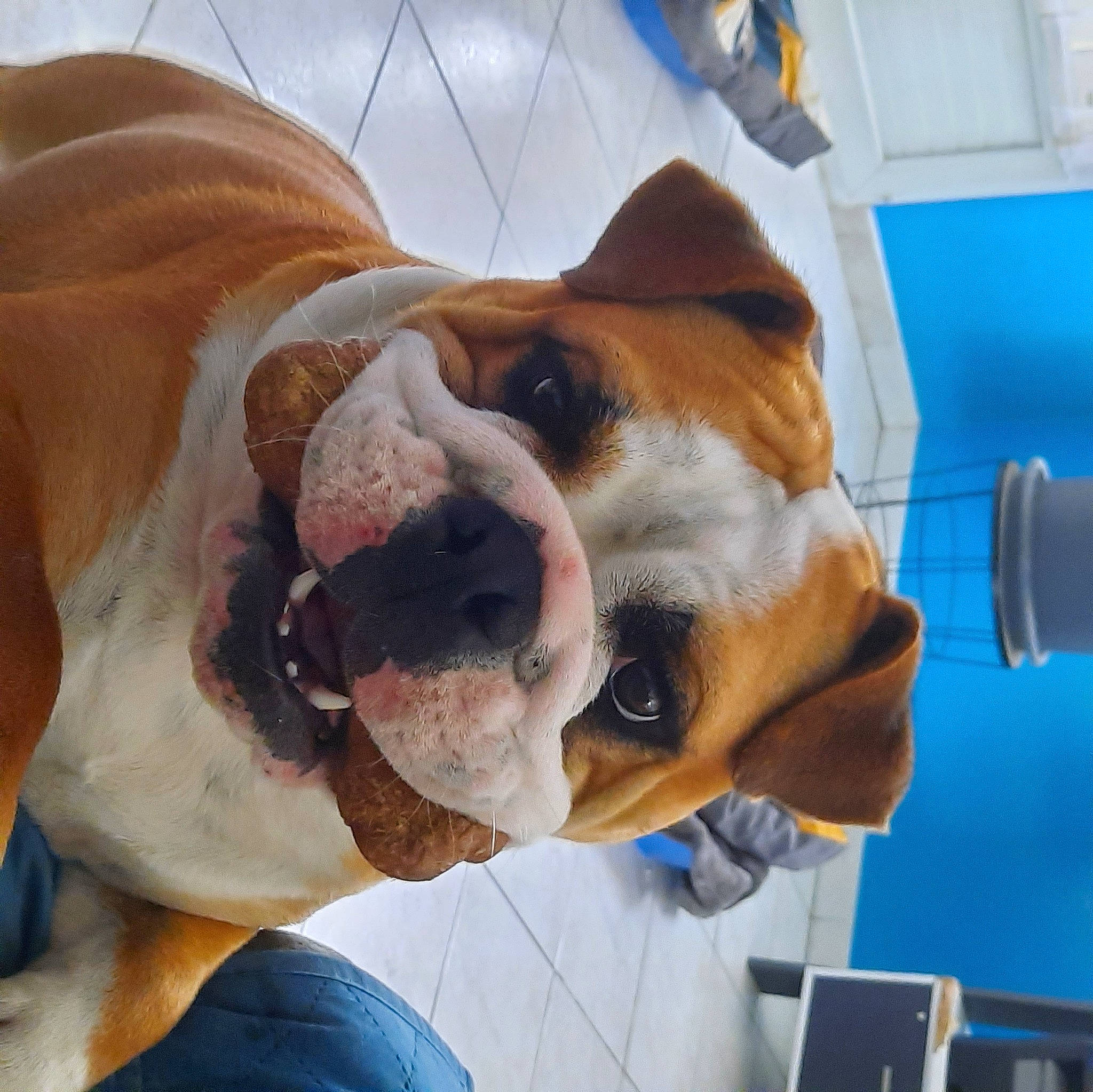 Ulkine participe au concours pour gagner de l'argent avec cette photo : blue, bulldog, carnivore, collar, comfort, companion_dog, dog, dog_breed, dog_collar, dog_supply, eyewear, fawn, fur, leash, pet_supply, snout, sporting_group, whiskers, working_animal, wrinkle