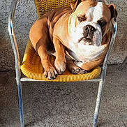 Ulkine a rejoint le concours — aidez-le/la à gagner de superbes lots ! animal, armchair, bostonbull, boxer, bulldog, canine, chair, dog, dogbed, frenchbulldog, furniture, hound, pet, pitbull, pug, puppy