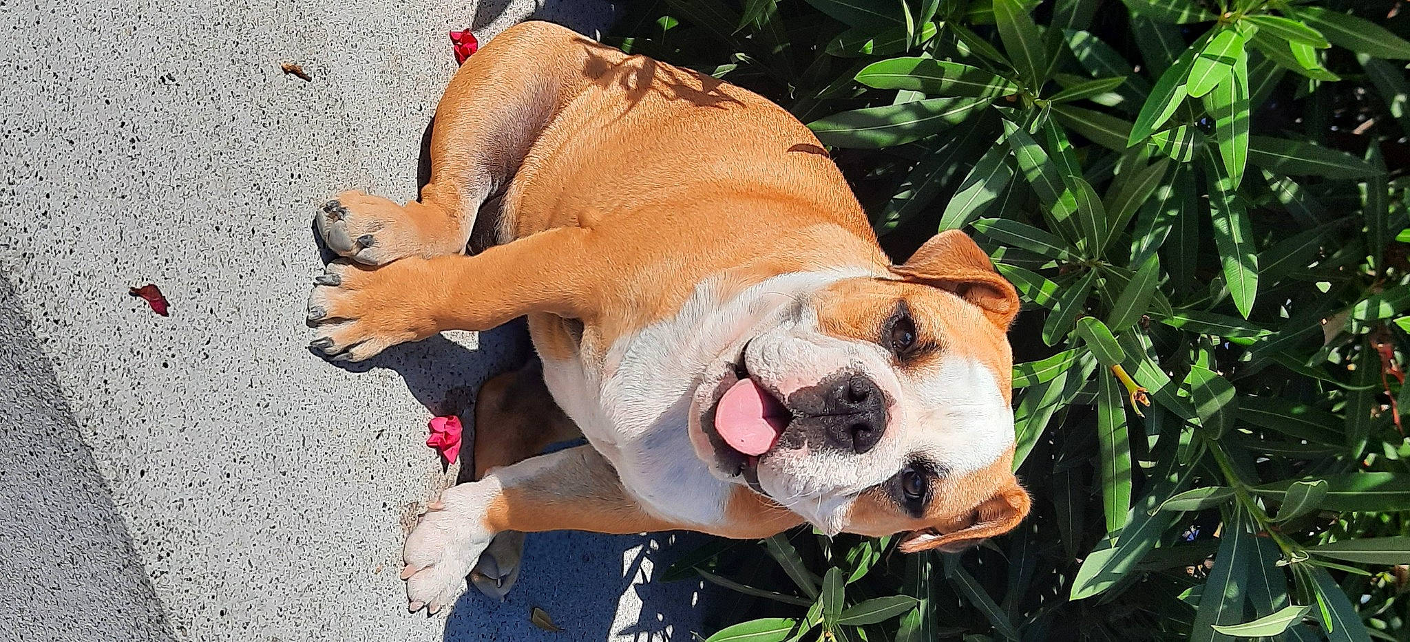 Ulkine participe au concours pour gagner de l'argent avec cette photo : ancient_dog_breeds, canidae, carnivore, collar, companion_dog, dog, dog_breed, dog_collar, dog_supply, fawn, foot, grass, hound, human_leg, non_sporting_group, paw, plant, sporting_group, tail, working_animal