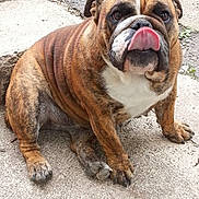Joline participe au concours pour gagner de l'argent avec cette photo : american_bulldog, australian_bulldog, british_bulldogs, bulldog, carnivoran, dog, dog_breed, dog_breed_group, dog_like_mammal, mammal, non_sporting_group, old_english_bulldog, olde_english_bulldogge, renascence_bulldogge, snout, toy_bulldog, valley_bulldog, white_english_bulldog