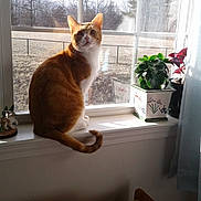 Bailey is registered to the contest to win money with this photo: backyard, cat, ceramic_figurine, curtain, foliage, glass, home_interior, indoor, looking_up, orange_cat, pet, plant, potted_plant, profile, shadow, sunlight, tail, white_trim, window, windowsill