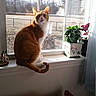 backyard, cat, ceramic_figurine, curtain, foliage, glass, home_interior, indoor, looking_up, orange_cat, pet, plant, potted_plant, profile, shadow, sunlight, tail, white_trim, window, windowsill