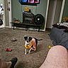 bed, blanket, carpet, clothing, colorful_outfit, couch, dog, doorway, fan, floor, flower_vase, furniture, indoor, living_room, person_leg, pet, remote_control, television, toy, water_bowl