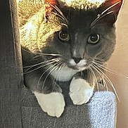 Macho is registered to the contest to win money with this photo: animal, cat, closeup, cozy, curious, ears, eyes, feline, fur, indoor, mammal, paws, pet, portrait, resting, tabby, texture, warm_light, whiskers, white_paws