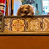 dog, curly_fur, peeking, decorative_tiles, wooden_surface, indoor, kitchen, window, green_wall, fire_extinguisher, curious, pet, cozy, daylight, portrait, animal, furniture, home, mischievous, background
