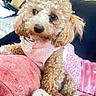 Daisy joined the competition — help win amazing prizes! dog, poodle, apricot, curly_fur, pink_outfit, pearl_necklace, blanket, toy, indoor, cozy, pet, cute, small_dog, fur, resting, home, comfort, animal, closeup, portrait