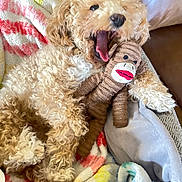 Daisy is registered to the contest to win money with this photo: dog, curly_fur, toy, sock_monkey, blanket, yawning, couch, cozy, pet, indoor, cute, relaxed, fur, animal, playful, resting, fleece, comfort, snuggling, home