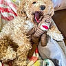 dog, curly_fur, toy, sock_monkey, blanket, yawning, couch, cozy, pet, indoor, cute, relaxed, fur, animal, playful, resting, fleece, comfort, snuggling, home