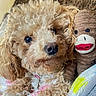 dog, curly_hair, plush_toy, sock_monkey, blanket, cozy, cute, pet, animal, fur, indoors, closeup, soft, brown, leopard_print, toy, portrait, companion, snuggle, cute_pet