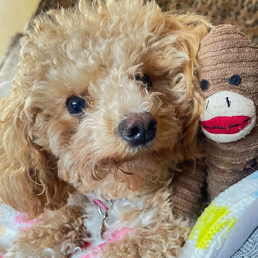 Daisy joined the competition — help win amazing prizes! dog, curly_hair, plush_toy, sock_monkey, blanket, cozy, cute, pet, animal, fur, indoors, closeup, soft, brown, leopard_print, toy, portrait, companion, snuggle, cute_pet