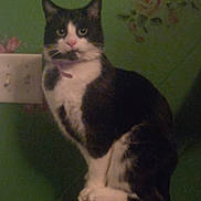 Nyx joined the competition — help win amazing prizes! cat, black_and_white, feline, pet, indoor, perch, wood, wall, green, floral_decoration, curious, animal, domestic_cat, whiskers, ears, eyes, sitting, shadow, collar, quiet