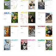 Nyx is registered to the contest to win money with this photo: advertisement, animal, calendar, calendar_months, cat, cat_photos, cat_pictures, colorful_text, desktop_ui, grid_layout, month_names, pet, product, product_description, promotion, screenshot, shopping_site, text, webpage, year