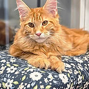 Calliope is registered to the contest to win money with this photo: animal, cat, close_up, cushion, cute, domestic_cat, ears, feline, floral_pattern, fluffy, ginger_cat, indoor, paws, pet, portrait, relaxed, resting, soft_light, whiskers, window_reflection
