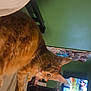cat, orange_tabby, bed, indoor, green_wall, television, photo_collage, curious, feline, pet, whiskers, ears, fur, domestic_animal, home, furniture, relaxing, looking_away, cozy, living_room