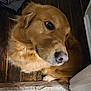 dog, golden_retriever, floor, wooden_floor, carpet, pet, indoor, looking_up, animal, fur, paw, home, cozy, brown, companion, feet, socks, toy, container, corner