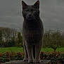 Marley participe au concours pour gagner de l'argent avec cette photo : cat, gray_cat, animal, outdoor, nature, stone_pedestal, greenery, hedge, tree, cloudy_sky, mood, portrait, feline, whiskers, alert, grass, wildlife, pets, standing, landscape