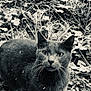 Marley participe au concours pour gagner de l'argent avec cette photo : cat, animal, outdoor, grass, snow, winter, nature, whiskers, frost, leaves, wildlife, mammal, curious, alert, black_and_white, monochrome, fur, closeup, portrait, standing