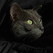 Marley a rejoint le concours — aidez-le/la à gagner de superbes lots ! cat, gray_cat, green_eyes, whiskers, closeup, portrait, animal, pet, feline, fur, black_blanket, cozy, cute, indoor, mammal, domestic_animal, sleepy, resting, curious, soft