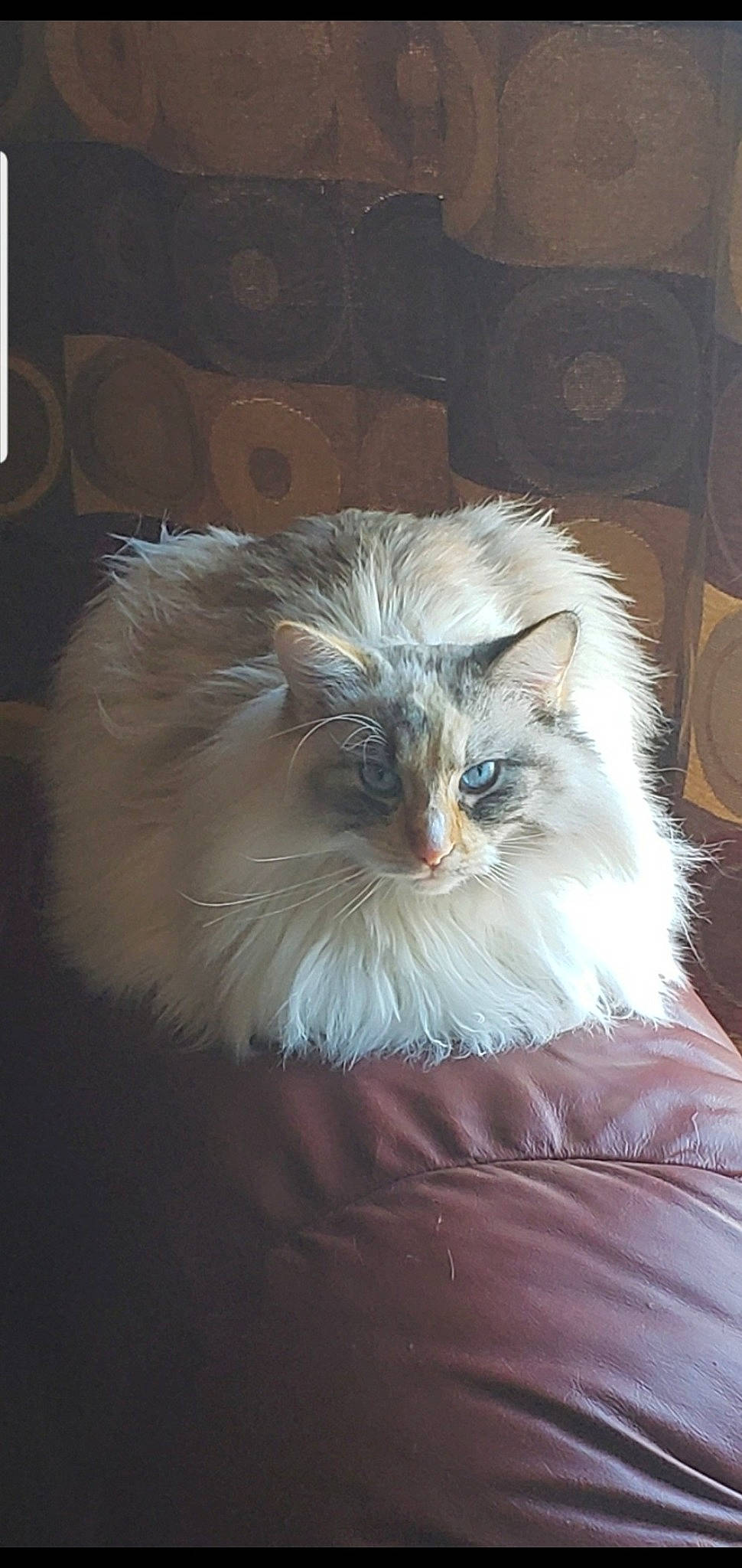 Pelusa joined the competition — help win amazing prizes! carnivore, cat, chair, claw, companion_dog, event, eye, fawn, felidae, fur, hair, head, human_body, rectangle, small_to_medium_sized_cats, snout, tail, terrestrial_animal, toy_dog, whiskers