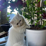 Smooshy Face joined the competition — help win amazing prizes! animal, cat, close_up, curious, cute, domestic_cat, feline, flower_pot, fluffy, fur, garden, green_leaves, houseplant, leafy, nature, outdoor, pet, plant, table, white_cat