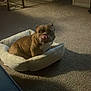Ginger is registered to the contest to win money with this photo: animal, boxer, bulldog, canine, dog, dogbed, frenchbulldog, furniture, pet, pitbull, puppy, wood