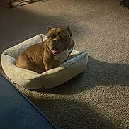Ginger joined the competition — help win amazing prizes! animal, bostonbull, boxer, bulldog, canine, chair, clothing, dog, dogbed, footwear, frenchbulldog, furniture, hound, indoors, interiordesign, pet, pitbull, puppy, shoe, wood