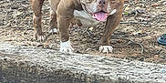 Ginger joined the competition — help win amazing prizes! animal, bodypart, bostonbull, boxer, bulldog, canine, clothing, dog, footwear, frenchbulldog, grass, mouth, person, pet, pitbull, puppy, rock, shoe, soil, whitedog