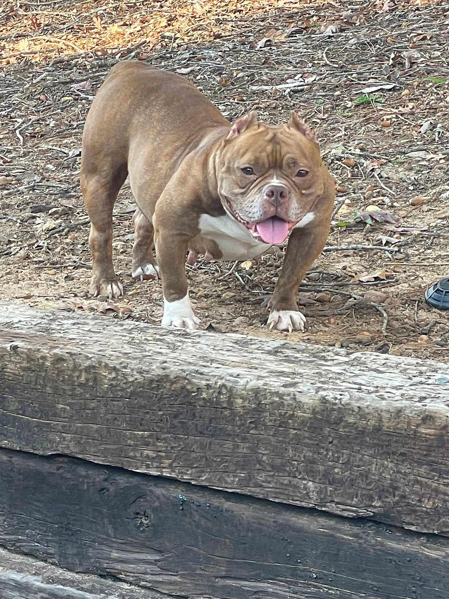 Ginger