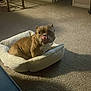 Ginger joined the competition — help win amazing prizes! animal, boxer, bulldog, canine, dog, dogbed, frenchbulldog, person, pet, pitbull, puppy, sleeping