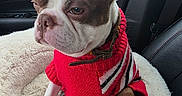 Keelyx is registered to the contest to win money with this photo: animal, boston_terrier, brown_and_white, canine, car_interior, cloudy_day, collar, cute, dog, furry_bed, indoors, leather_seat, pet, pet_bed, red_sweater, seatbelt, sitting, small_dog, vehicle, window