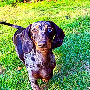 Amaya joined the competition — help win amazing prizes! alert, animal, black, brown, canine, cute, dachshund, dappled_coat, dog, garden, grass, heterochromia, leafy_plants, nature, outdoor, pet, portrait, standing, sunlight, tan