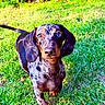 alert, animal, black, brown, canine, cute, dachshund, dappled_coat, dog, garden, grass, heterochromia, leafy_plants, nature, outdoor, pet, portrait, standing, sunlight, tan