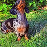 Amaya participe au concours pour gagner de l'argent avec cette photo : animal, attention, canine, cute, dachshund, dapple, dog, ears, fur, grass, greenery, leaf, nature, outdoor, pet, portrait, sitting, small_dog, snout, sunlight