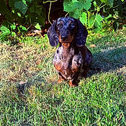 Amaya participe au concours pour gagner de l'argent avec cette photo : animal, canine, cute, dachshund, daylight, dog, ears, fur, garden, grass, greenery, leaves, mammal, nature, outdoor, pet, portrait, sitting, small_dog, sunlight