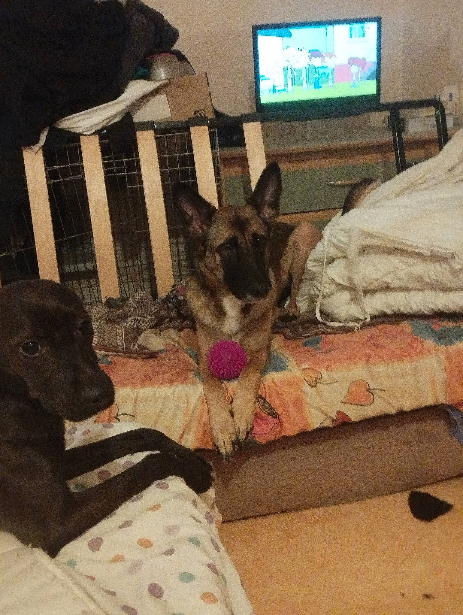 Pixelle participe au concours pour gagner de l'argent avec cette photo : cable_television, canidae, carnivore, comfort, companion_dog, couch, dog, dog_breed, fawn, felidae, linens, living_room, picture_frame, remote_control, room, small_to_medium_sized_cats, sporting_group, tail, whiskers, working_animal