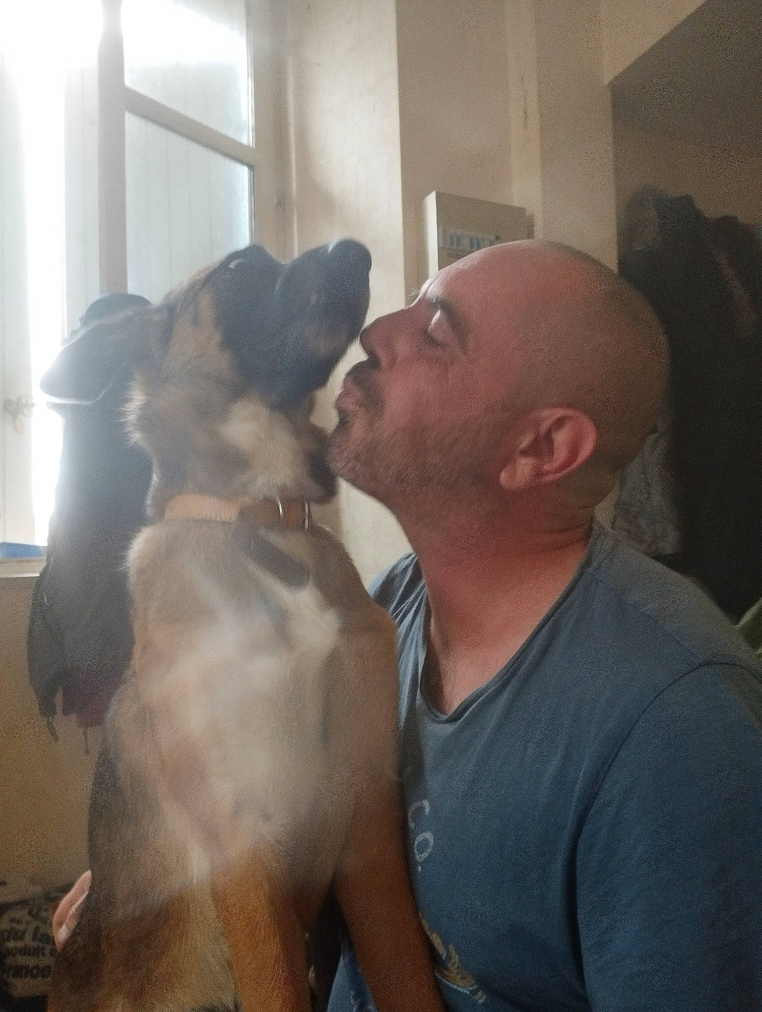 Pixelle participe au concours pour gagner de l'argent avec cette photo : canidae, carnivore, companion_dog, dog, dog_breed, ear, fawn, fun, fur, gesture, guard_dog, happy, jaw, kiss, puppy_love, selfie, sporting_group, t_shirt, window, working_animal